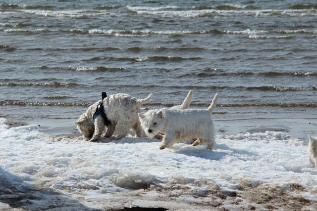 Promenad den 17 mars