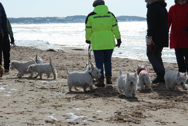 V&aring;rpromenad den 17 mars