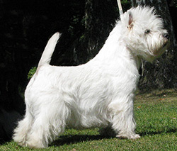 Bazetts Gordon