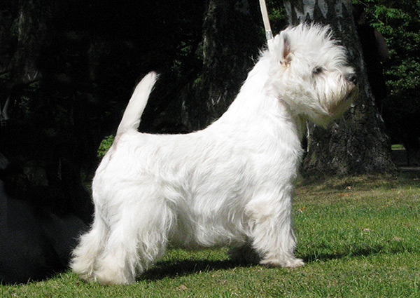 1. SE UCH NO UCH DK UCH DKV-12 Bazetts Gordon                                             