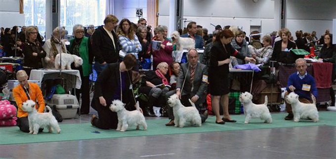 B�sta hanhundsklass