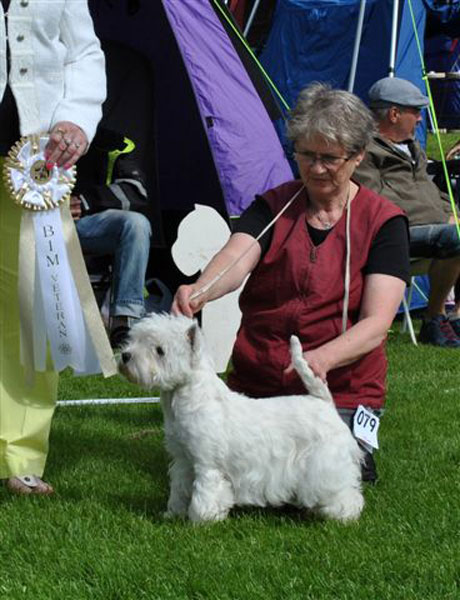 SE UCH Jazzing Blanche, BIM-Veteran
